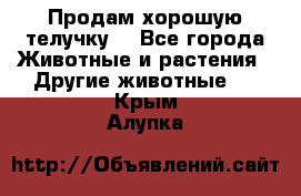 Продам хорошую телучку. - Все города Животные и растения » Другие животные   . Крым,Алупка